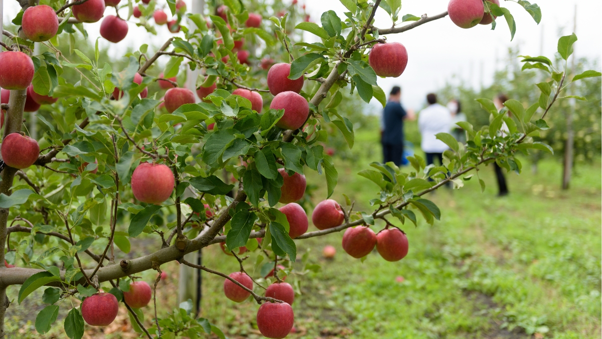 あら、りんご。ができるまで
